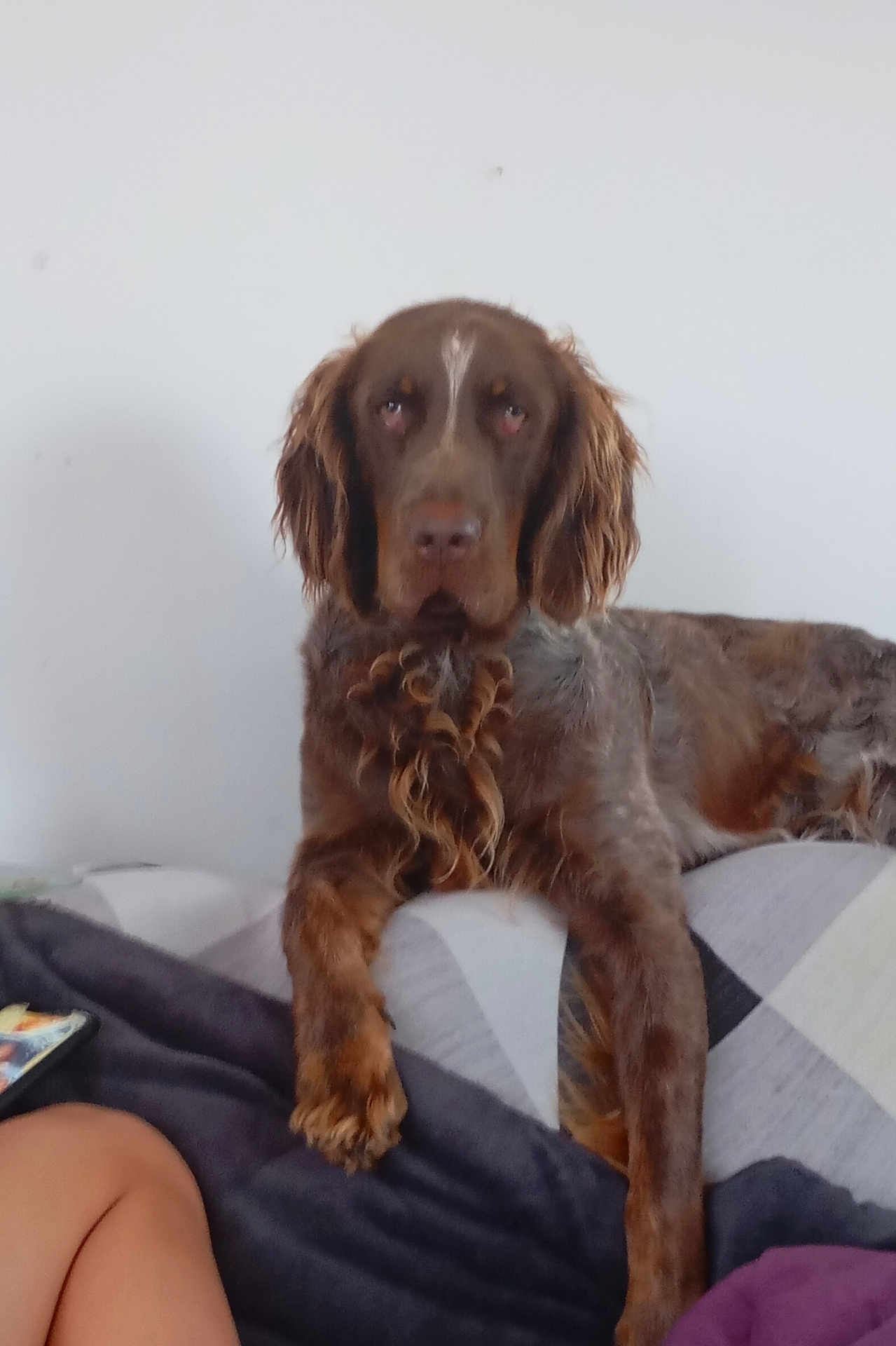 Voyou participe au concours pour gagner de l'argent avec cette photo : dog, brown_dog, curly_fur, couch, indoor, pet, animal, relaxed, furniture, leg, human, resting, fur, mammal, companion, domestic_animal, canine, portrait, laying_down, calm