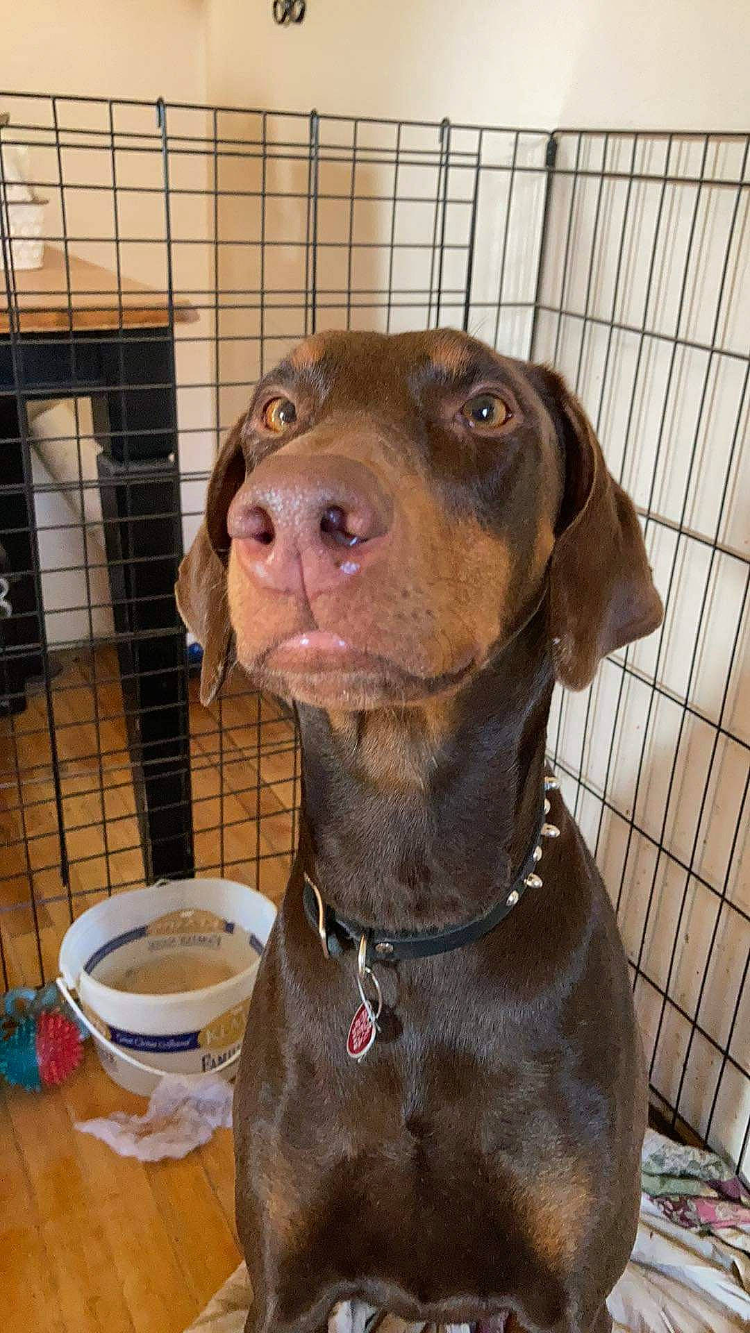 Nadia is registered to the contest to win money with this photo: animal_shelter, canidae, carnivore, collar, companion_dog, dog, dog_breed, dog_collar, dog_crate, dog_supply, fawn, fur, gun_dog, leash, liver, pet_supply, snout, sporting_group, whiskers, working_animal