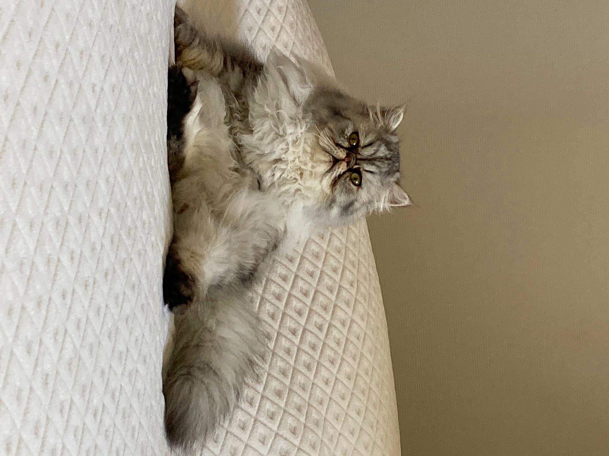 Roudoudou participe au concours pour gagner de l'argent avec cette photo : carnivore, cat, claw, curtain, domestic_short_haired_cat, feather, felidae, fur, grey, linens, pattern, paw, plant, small_to_medium_sized_cats, tail, whiskers, window, wood