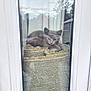 Tinkerbella joined the competition — help win amazing prizes! abyssinian, animal, architecture, building, cat, city, curtain, door, homedecor, indoors, kitten, linen, manx, outdoors, pet, plant, pottedplant, shelter, window, windowsill