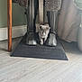 Tinkerbella is registered to the contest to win money with this photo: animal, canine, cat, dog, dogbed, hardwood, homedecor, indoors, interiordesign, kitten, maceclub, mat, pet, puppy, rabbit, stainedwood, weapon, wood