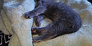 Tinkerbella joined the competition — help win amazing prizes! abyssinian, animal, bed, bedroom, blanket, cat, couch, furniture, homedecor, kitten, laundry, linen, manx, person, pet, quilt, siamese, sleeping, towel, toy