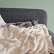 Tinkerbella joined the competition — help win amazing prizes! abyssinian, animal, blanket, cat, computer, couch, cushion, electronics, furniture, homedecor, kitten, laptop, linen, manx, pc, person, pet, quilt, sleeping, wool
