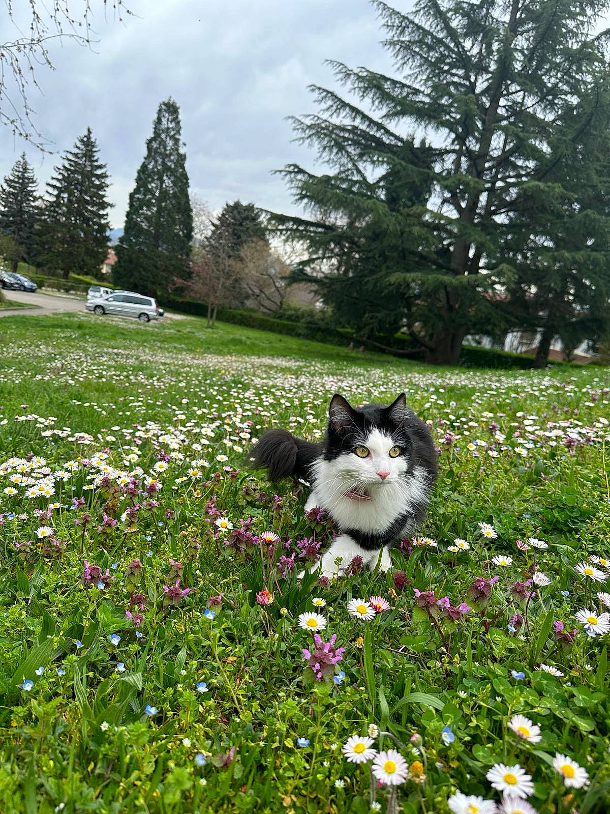 Gaïa participe au concours pour gagner de l'argent avec cette photo : carnivore, cat, cloud, companion_dog, dog_breed, felidae, flower, grass, groundcover, herbaceous_plant, lawn, leaf, meadow, petal, plant, shrub, sky, small_to_medium_sized_cats, tree, whiskers