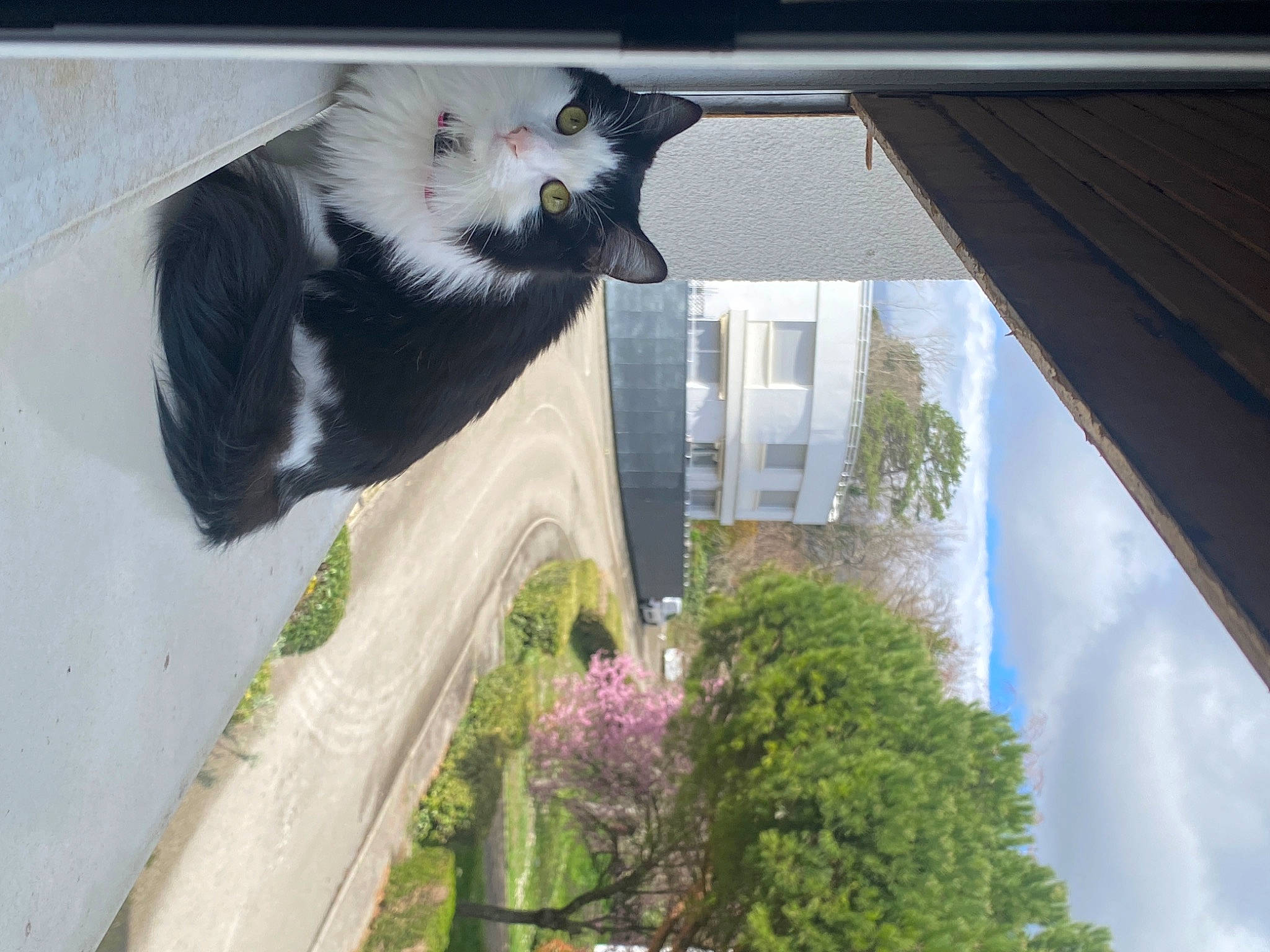Gaïa participe au concours pour gagner de l'argent avec cette photo : building, carnivore, cat, cloud, domestic_short_haired_cat, facade, felidae, flower, fur, grass, house, plant, sash_window, sky, small_to_medium_sized_cats, tail, tints_and_shades, tree, whiskers, window