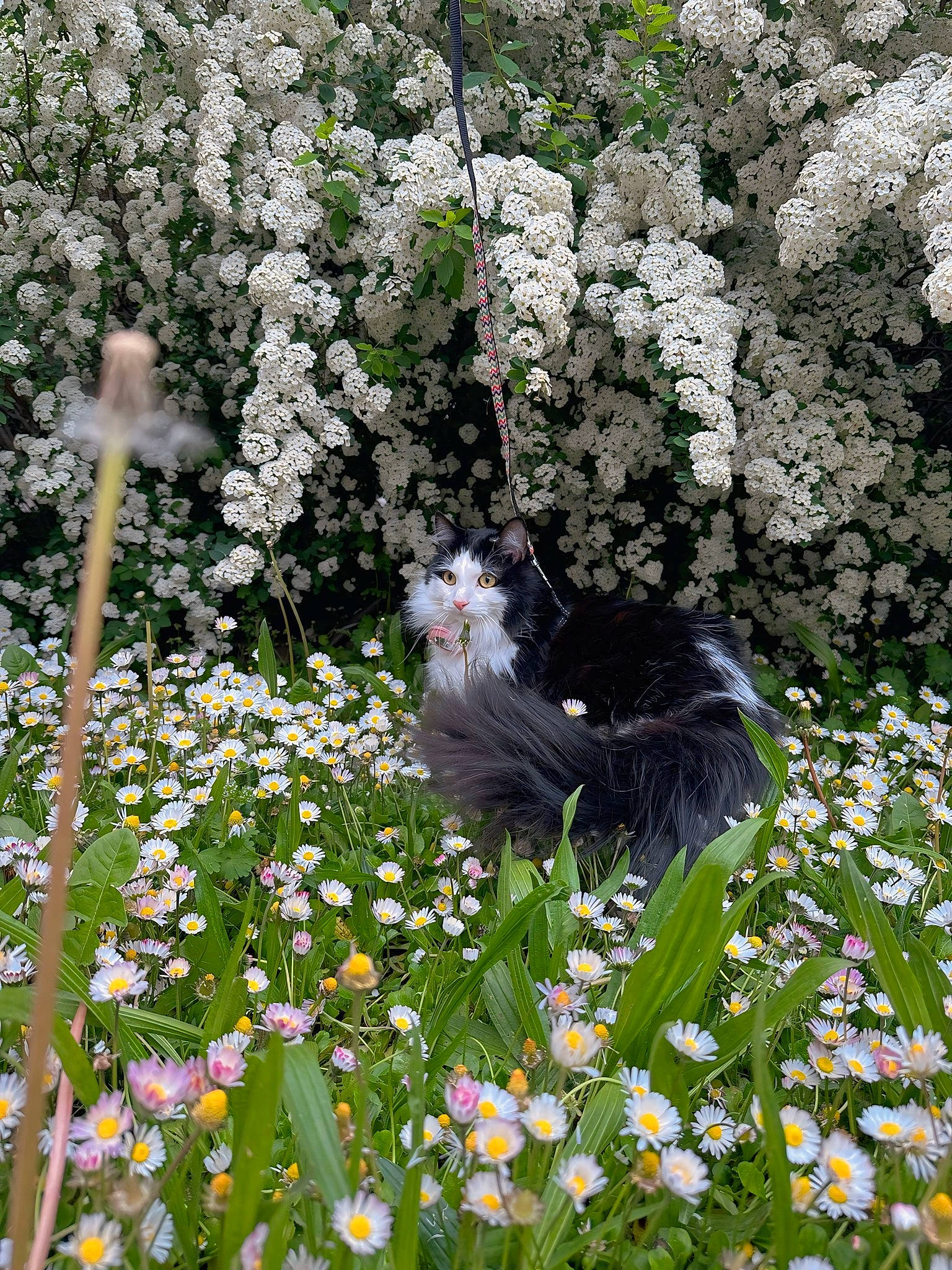 Gaïa a rejoint le concours — aidez-le/la à gagner de superbes lots ! annual_plant, botany, camomile, cat, chamaemelum_nobile, dandelion, felidae, flower, flowering_plant, garden, grass, groundcover, lawn, petal, plant, shrub, small_to_medium_sized_cats, sweet_scabious, tail, tree