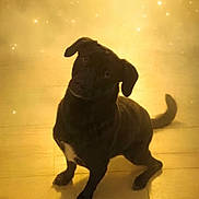 Troïka a rejoint le concours — aidez-le/la à gagner de superbes lots ! dog, black_dog, pet, animal, wooden_floor, indoor, sitting, head_tilt, curious, sparkles, golden_light, shadow, cute, companion, mammal, friendly, fur, domestic_animal, adorable, portrait