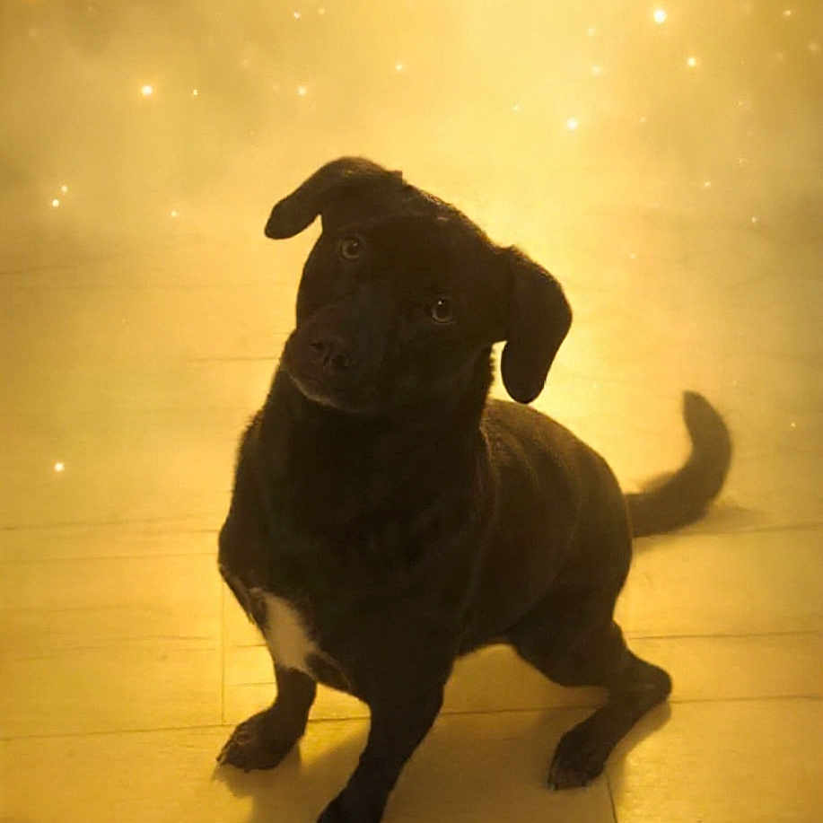 Troïka a rejoint le concours — aidez-le/la à gagner de superbes lots ! adorable, animal, black_dog, companion, curious, cute, dog, domestic_animal, friendly, fur, golden_light, head_tilt, indoor, mammal, pet, portrait, shadow, sitting, sparkles, wooden_floor