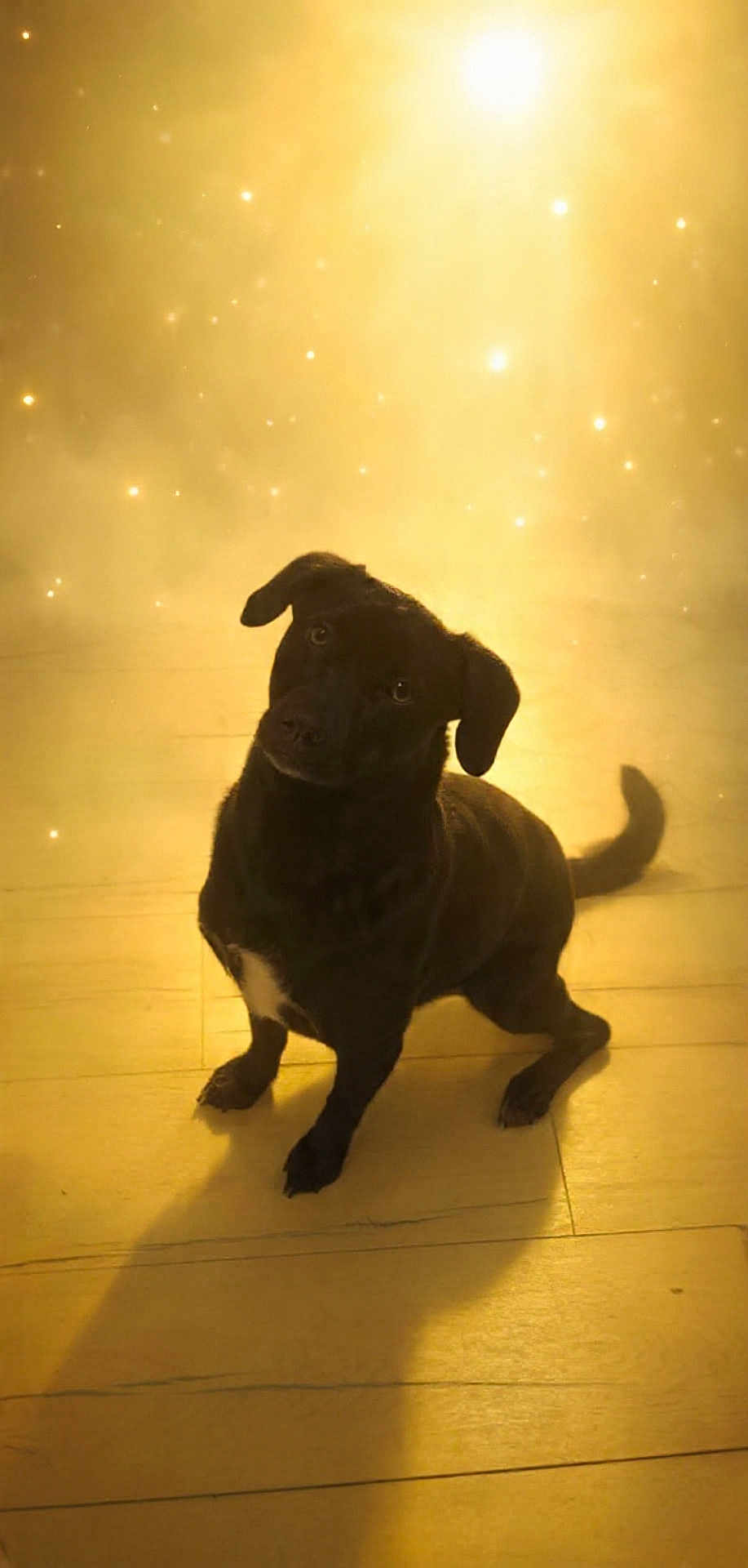 Troïka a rejoint le concours — aidez-le/la à gagner de superbes lots ! dog, black_dog, pet, animal, wooden_floor, indoor, sitting, head_tilt, curious, sparkles, golden_light, shadow, cute, companion, mammal, friendly, fur, domestic_animal, adorable, portrait