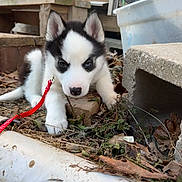 Nova is registered to the contest to win money with this photo: puppy, dog, husky, outdoor, leaves, twigs, concrete_block, red_leash, curious, young_dog, black_and_white, blue_eyes, nature, wood, ground, exploring, pet, animal, small, daylight