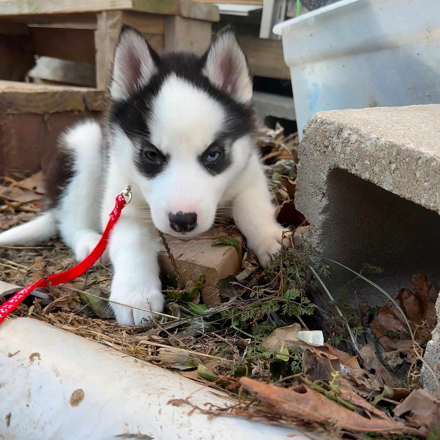 Nova is registered to the contest to win money with this photo: animal, black_and_white, blue_eyes, concrete_block, curious, daylight, dog, exploring, ground, husky, leaves, nature, outdoor, pet, puppy, red_leash, small, twigs, wood, young_dog
