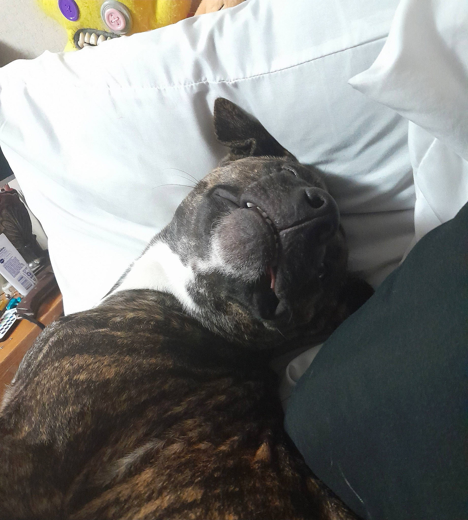 Rex joined the competition — help win amazing prizes! bed, canidae, carnivore, cloud, comfort, companion_dog, couch, dog, dog_breed, felidae, fur, grey, human_leg, linens, pillow, sleeve, small_to_medium_sized_cats, snout, whiskers, working_animal