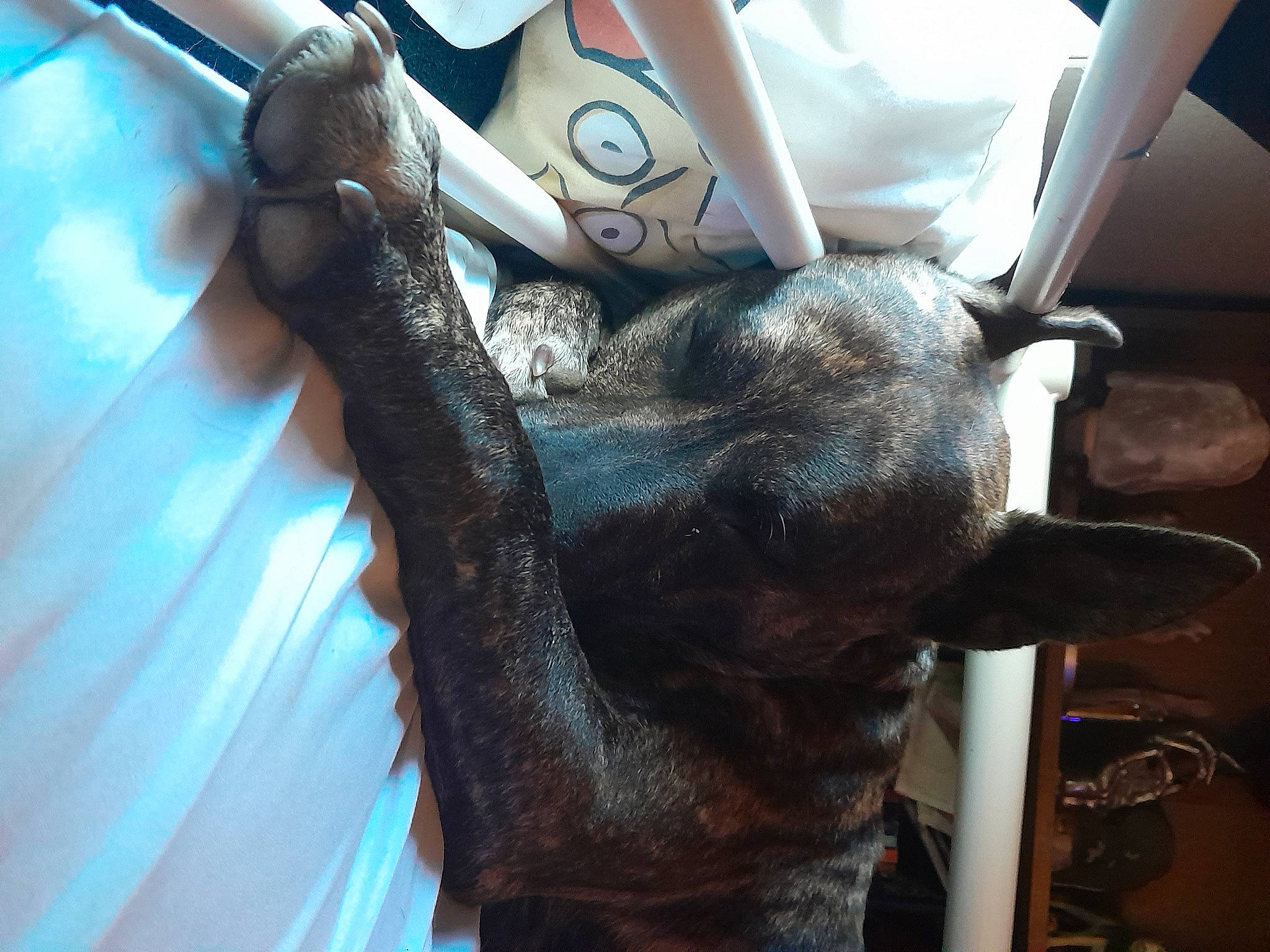 Rex is registered to the contest to win money with this photo: auto_part, canidae, claw, fawn, fictional_character, fur, gesture, horn, human_leg, livestock, metal, motor_vehicle, rim, snout, steering_wheel, tail, terrestrial_animal, vehicle_door, wood, working_animal