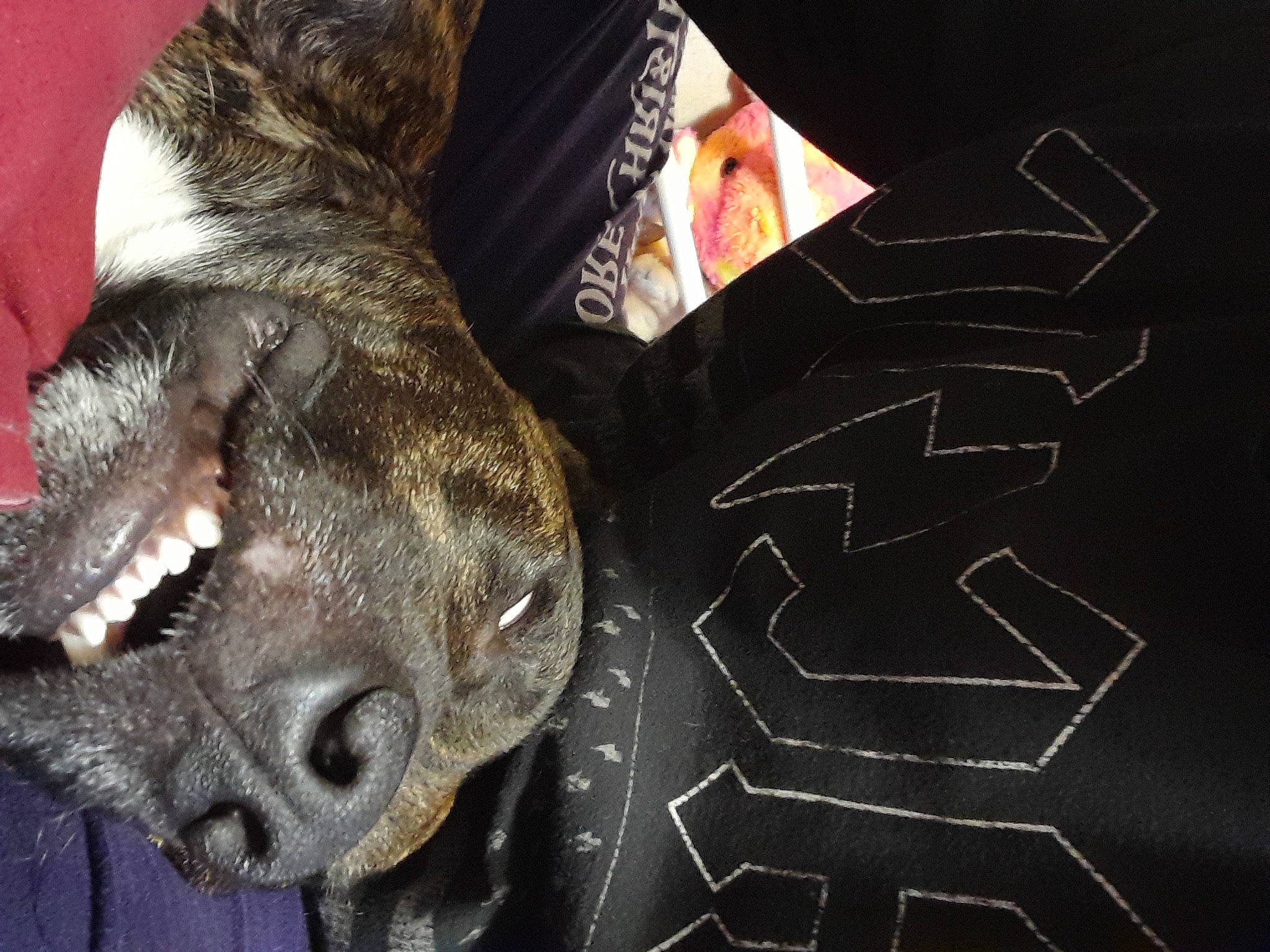 Rex is registered to the contest to win money with this photo: canidae, carmine, carnivore, claw, dog, dog_breed, fang, fashion_accessory, felidae, foot, fur, paw, sleeve, sporting_group, terrestrial_animal, whiskers, working_animal