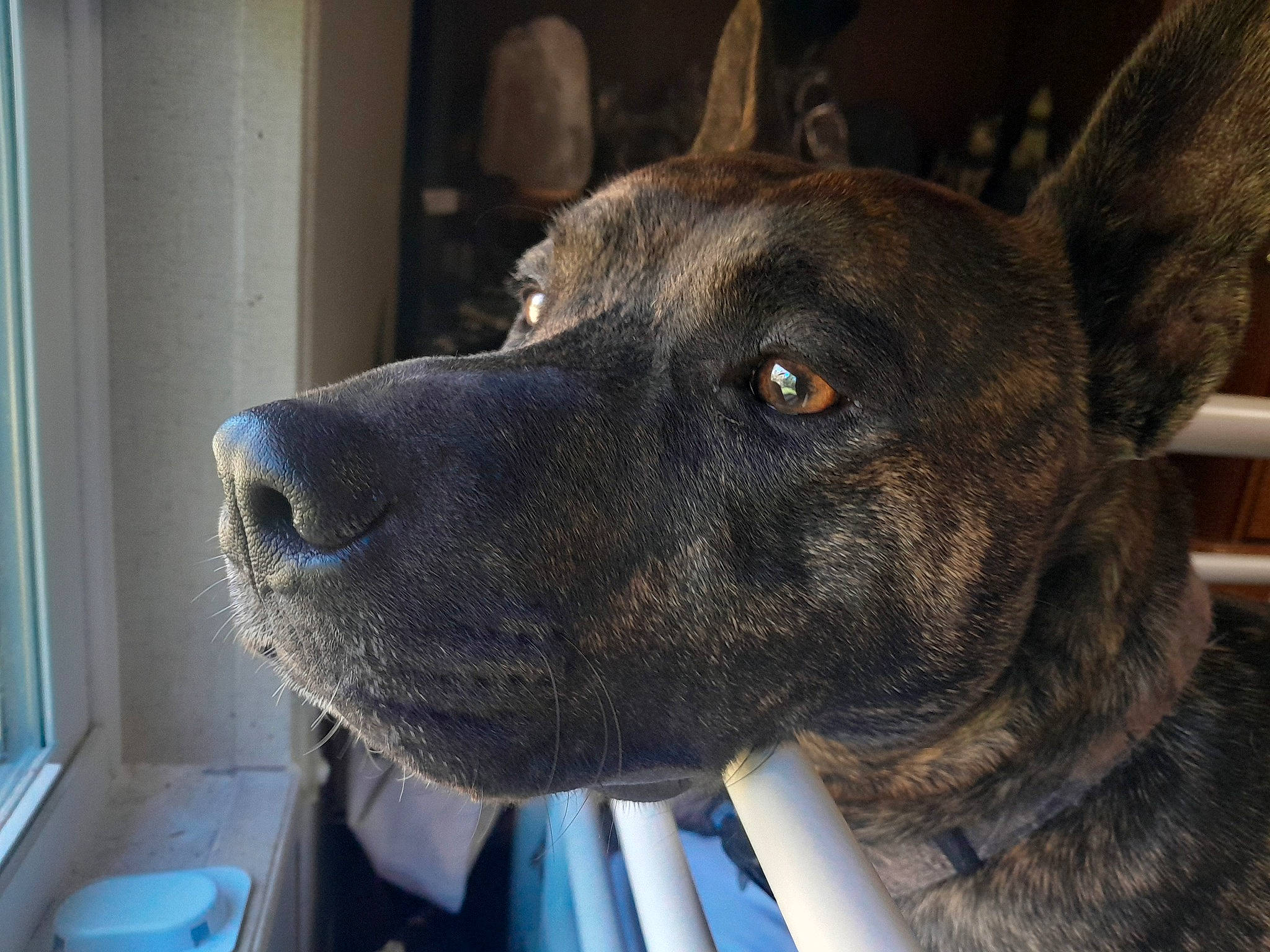 Rex is registered to the contest to win money with this photo: ancient_dog_breeds, canidae, carnivore, collar, companion_dog, dog, dog_breed, dog_collar, eye, fawn, fur, giant_dog_breed, herding_dog, jaw, non_sporting_group, snout, sporting_group, whiskers, working_animal, working_dog