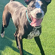 Elvis joined the competition — help win amazing prizes! dog, black_and_white, collar, outdoor, grass, playful, happy, pet, animal, tongue_out, ears_up, sunlight, shadow, running, young_dog, energetic, canine, smiling, active, daytime