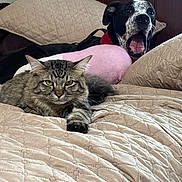 Link is registered to the contest to win money with this photo: cat, dog, bed, blanket, quilt, pillow, pet, indoor, feline, canine, yawning, resting, fur, animal, cozy, cute, domestic, sleepy, pink_toy, collar