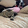cat, dog, bed, blanket, quilt, pillow, pet, indoor, feline, canine, yawning, resting, fur, animal, cozy, cute, domestic, sleepy, pink_toy, collar