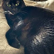 Salem is registered to the contest to win money with this photo: cat, black_cat, feline, pet, animal, green_eyes, whiskers, fur, close_up, indoor, relaxed, resting, cozy, texture, fabric, couch, paw, portrait, cute, domestic_animal