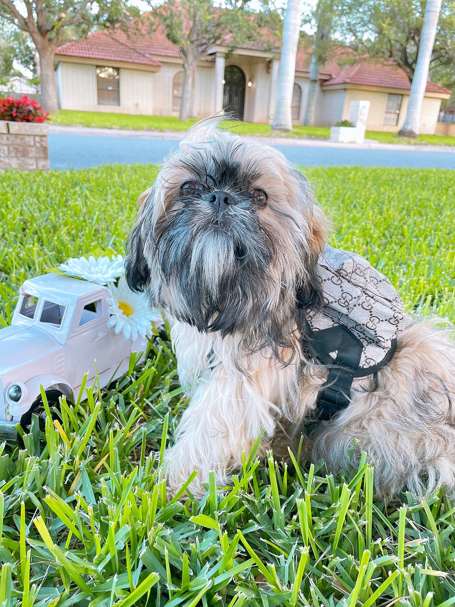 Millow joined the competition — help win amazing prizes! canidae, carnivore, companion_dog, dog, dog_breed, fawn, fur, grass, groundcover, liver, plant, shih_tzu, sky, snout, sporting_group, terrier, toy_dog, tree, window, working_animal