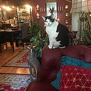 Henry is registered to the contest to win money with this photo: cat, black_and_white_cat, couch, red_couch, living_room, plant, decor, lamp, mirror, chair, table, rug, pillow, home_interior, furniture, ornament, window, light, indoor, cozy