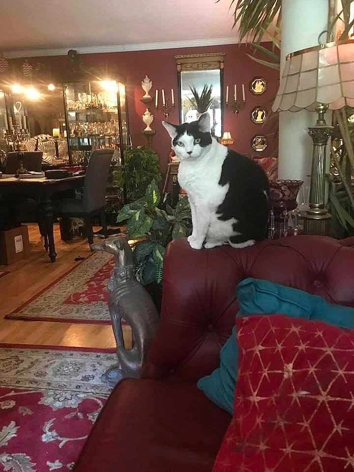 Henry is registered to the contest to win money with this photo: cat, black_and_white_cat, couch, red_couch, living_room, plant, decor, lamp, mirror, chair, table, rug, pillow, home_interior, furniture, ornament, window, light, indoor, cozy