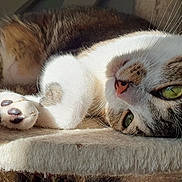 Snow participe au concours pour gagner de l'argent avec cette photo : cat, cat_tree, close_up, cozy, cute, feline, fur, green_eyes, indoor, napping, paw, pet, relaxed, resting, sleeping, soft, sunlight, tabby, whiskers, white_paws