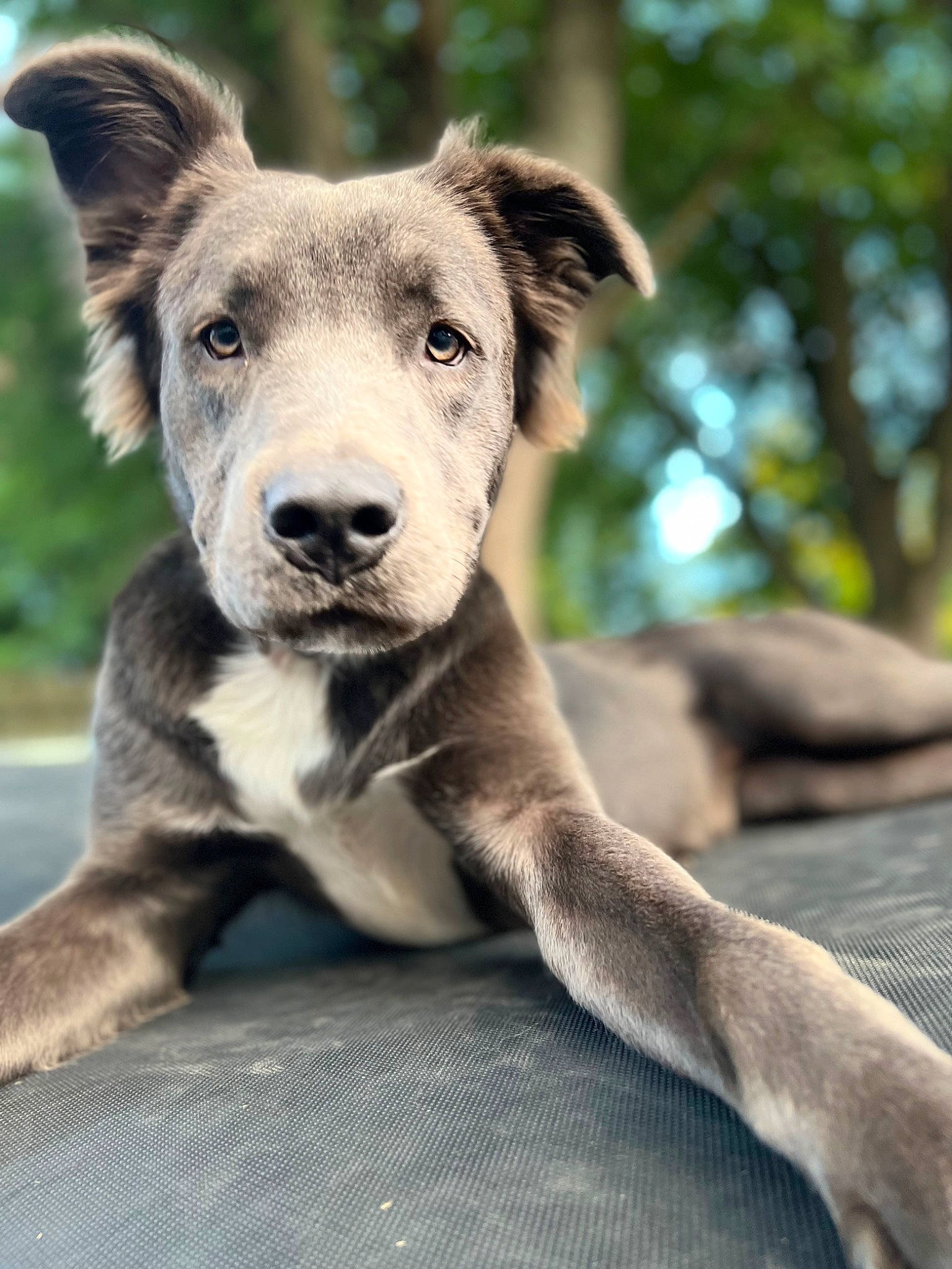 Bella Rose joined the competition — help win amazing prizes! ancient_dog_breeds, canidae, carnivore, collar, companion_dog, dog, dog_breed, dog_collar, fur, plant, snout, sporting_group, street_dog, tail, terrestrial_animal, tree, trunk, whiskers, working_animal, working_dog