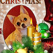 Nala joined the competition — help win amazing prizes! candle, carnivore, christmas_decoration, christmas_ornament, companion_dog, dog, dog_breed, dog_supply, event, fawn, fictional_character, grass, holiday_ornament, mammal, ornament, pet_supply, poster, recipe, toy_dog, vertebrate