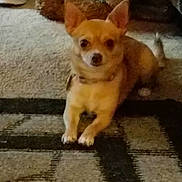 Nala joined the competition — help win amazing prizes! dog, chihuahua, pet, carpet, rug, indoor, brown_fur, small_dog, ears, paws, collar, tag, sitting, looking_at_camera, face, eyes, living_room, portrait, floor, cute