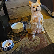 Luna joined the competition — help win amazing prizes! dog, small_dog, food_bowl, water_bowl, rug, living_room, shoes, couch, carpet, pet, indoor, fur, cute, animal, waiting, patterned_rug, sitting, brown, white, cozy