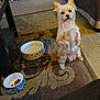 dog, small_dog, food_bowl, water_bowl, rug, living_room, shoes, couch, carpet, pet, indoor, fur, cute, animal, waiting, patterned_rug, sitting, brown, white, cozy