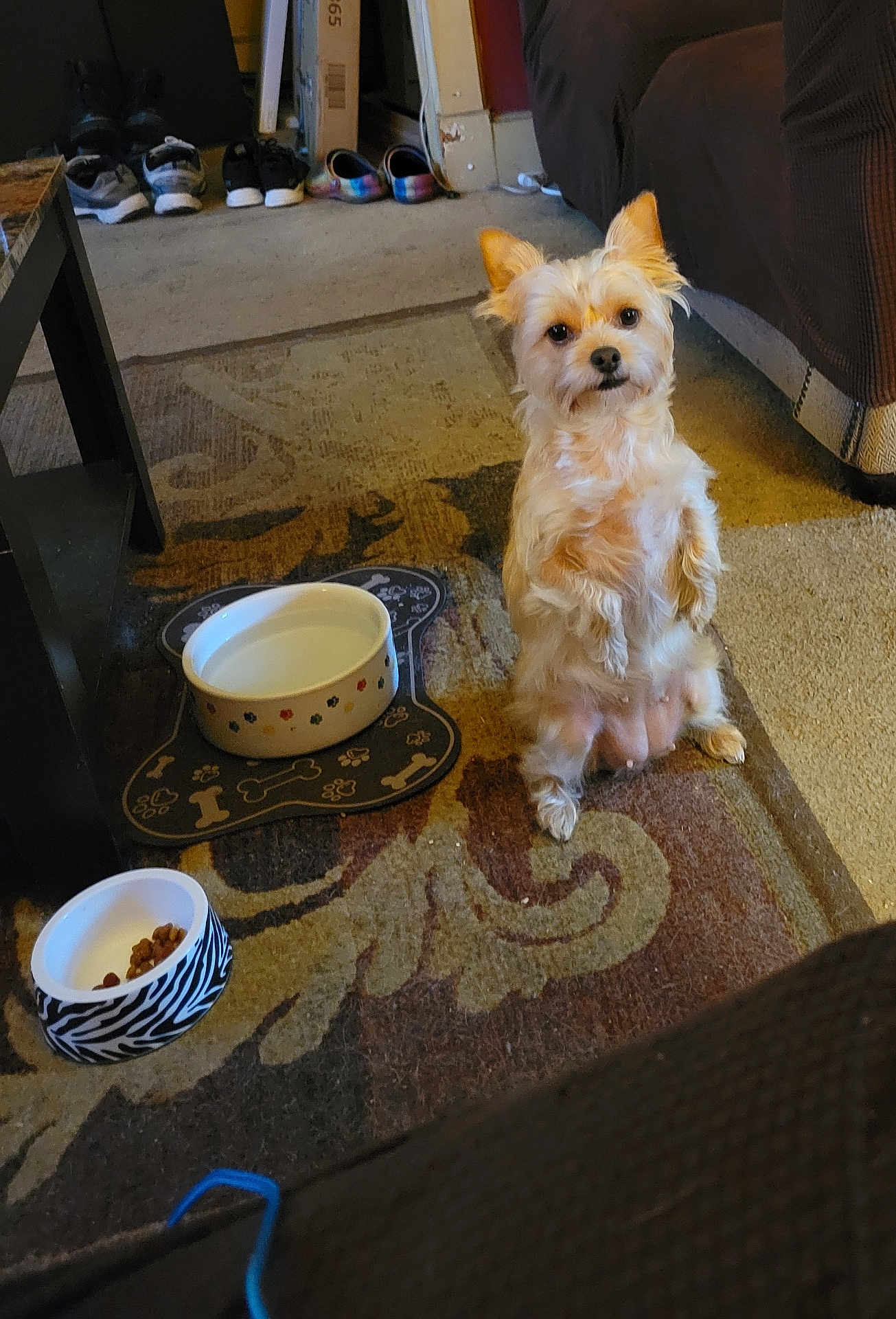 Luna joined the competition — help win amazing prizes! dog, small_dog, food_bowl, water_bowl, rug, living_room, shoes, couch, carpet, pet, indoor, fur, cute, animal, waiting, patterned_rug, sitting, brown, white, cozy