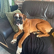 Achille participe au concours pour gagner de l'argent avec cette photo : dog, boxer, couch, leather, pillow, brick_wall, indoor, pet, canine, relaxed, brown, white, black_blanket, home, furniture, floor, tile_floor, plant, globe, decor