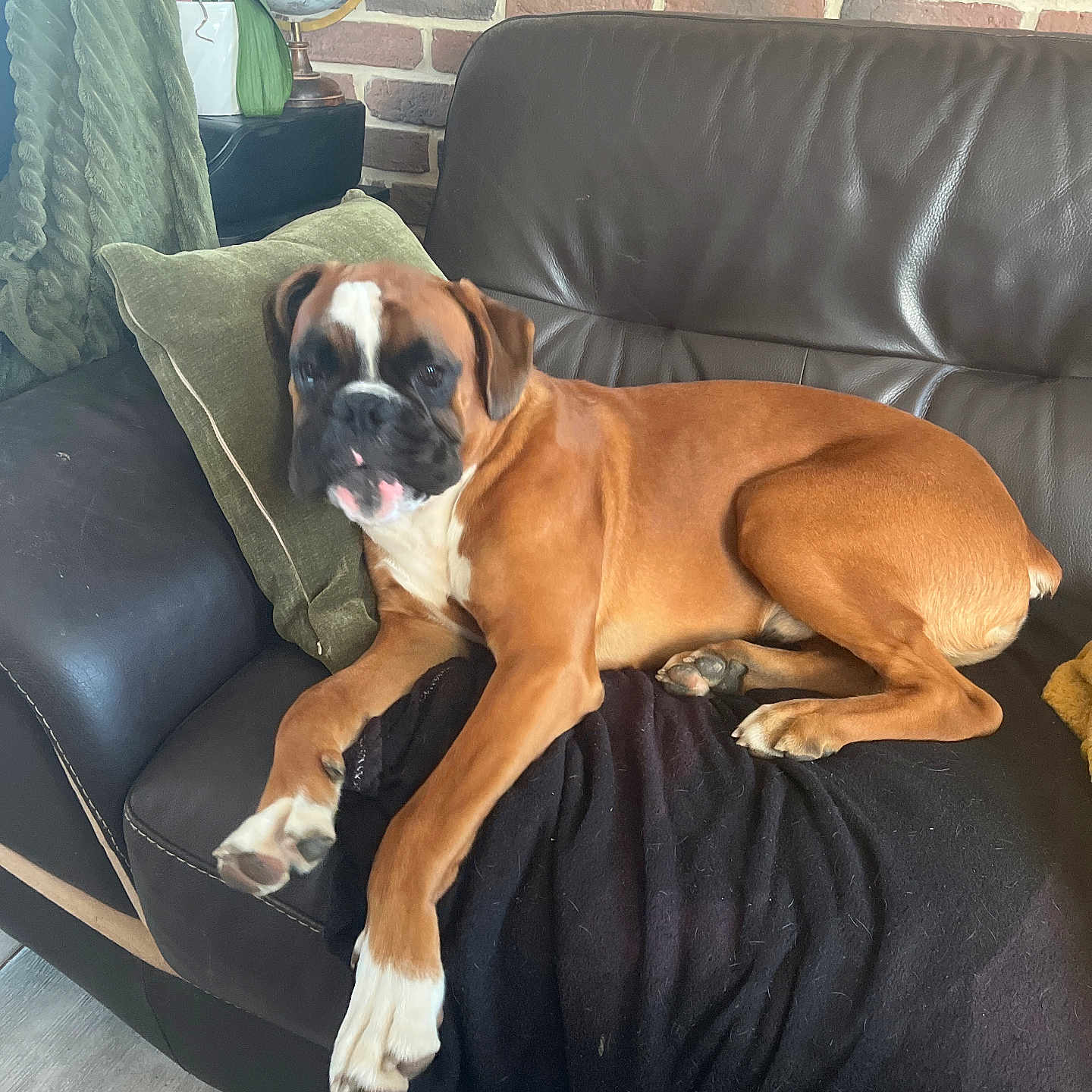 Achille participe au concours pour gagner de l'argent avec cette photo : dog, boxer, couch, leather, pillow, brick_wall, indoor, pet, canine, relaxed, brown, white, black_blanket, home, furniture, floor, tile_floor, plant, globe, decor