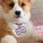 Noodles is registered to the contest to win money with this photo: animal, blanket, brick_wall, closeup, collar, corgi, couch, cozy, cute, dog, ears, fur, indoor, name_tag, paw_prints, pet, pink, puppy, resting, young