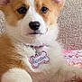 animal, blanket, brick_wall, closeup, collar, corgi, couch, cozy, cute, dog, ears, fur, indoor, name_tag, paw_prints, pet, pink, puppy, resting, young