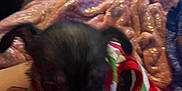 Luna Moon is registered to the contest to win money with this photo: animal, black, blanket, blurry, clothing, colorful, cozy, cute, dog, fabric, floor, furry, human_leg, indoor, paw, pet, pink, puppy, resting, small