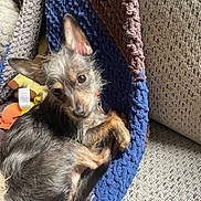 Luna Moon is registered to the contest to win money with this photo: dog, small_dog, scruffy, ears, blanket, knitted_blanket, blue_blanket, brown_blanket, couch, textured_couch, pet, animal, indoor, relaxed, curious, portrait, fur, paw, collar, cozy