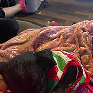 Luna Moon joined the competition — help win amazing prizes! animal, blanket, casual, clothing, comfort, cozy, dog, floor, furry, home, indoor, person, pet, pink, puppy, relaxed, resting, socks, sparkly, striped
