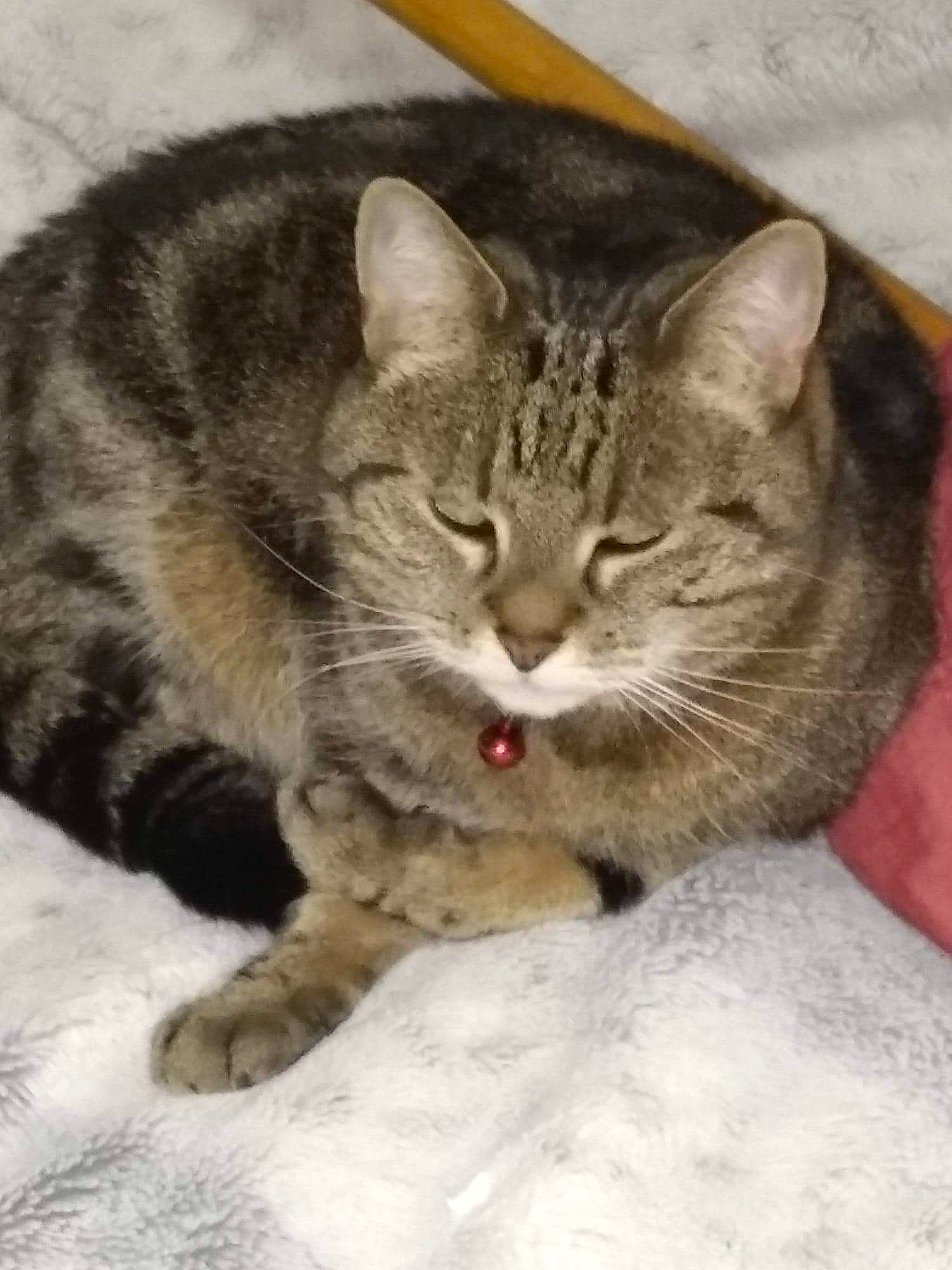 Douchka participe au concours pour gagner de l'argent avec cette photo : carnivore, cat, cat_supply, claw, comfort, domestic_short_haired_cat, eye, felidae, fur, paw, small_to_medium_sized_cats, snout, snow, terrestrial_animal, whiskers