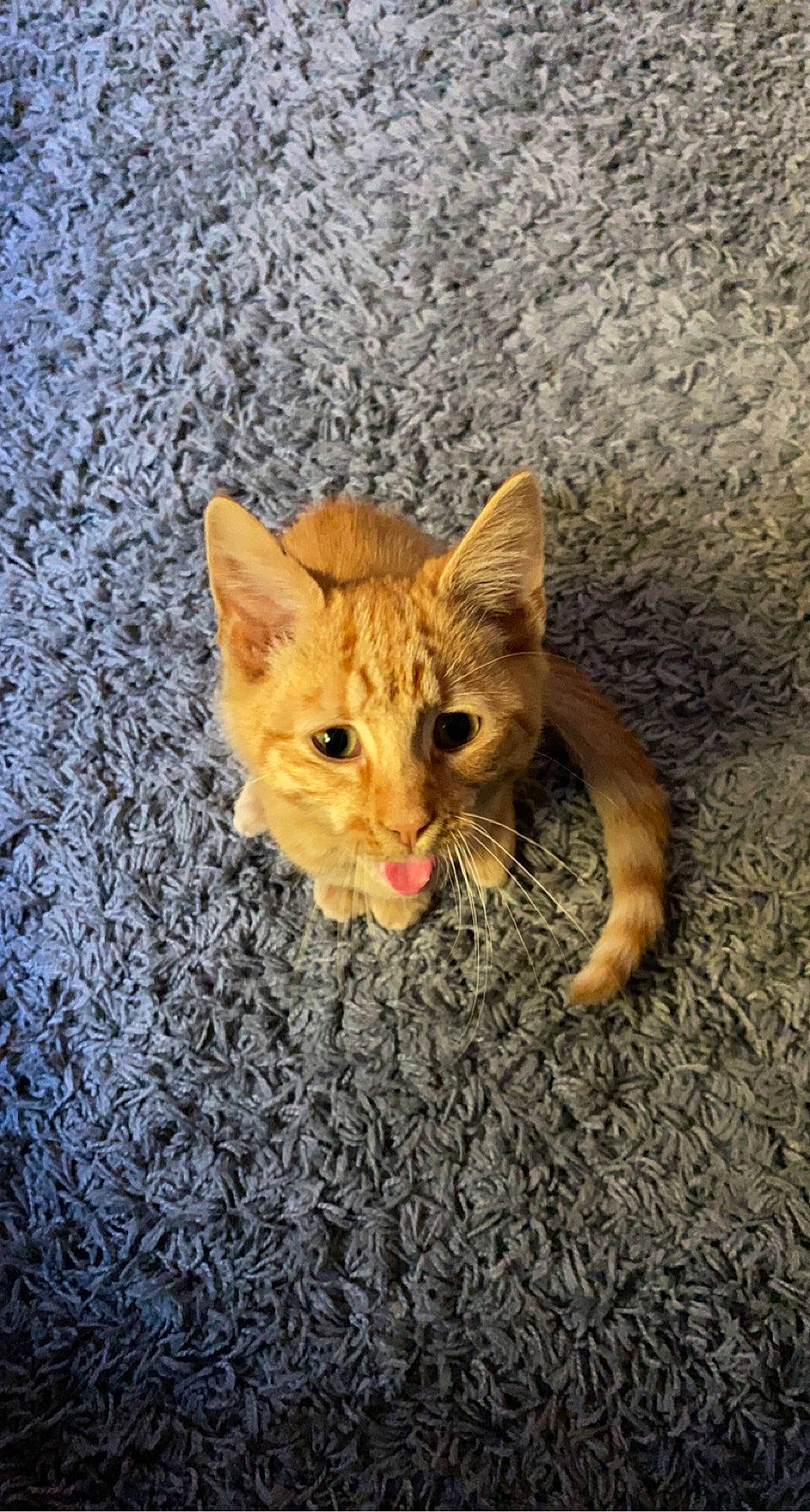 Fox is registered to the contest to win money with this photo: carnivore, cat, claw, domestic_short_haired_cat, fawn, felidae, fur, grass, paw, road_surface, small_to_medium_sized_cats, snout, tail, terrestrial_animal, whiskers, wildlife, window, wood