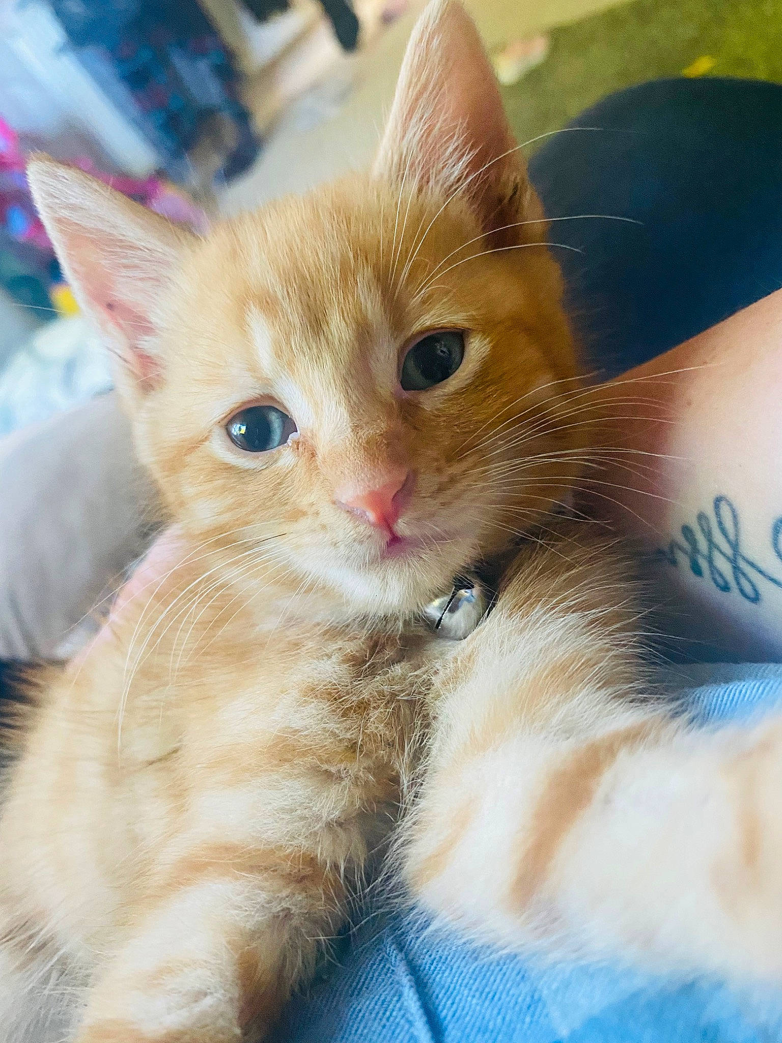 Fox is registered to the contest to win money with this photo: carnivore, cat, claw, domestic_short_haired_cat, fawn, felidae, fur, gesture, paw, photo_caption, small_to_medium_sized_cats, snout, tail, whiskers