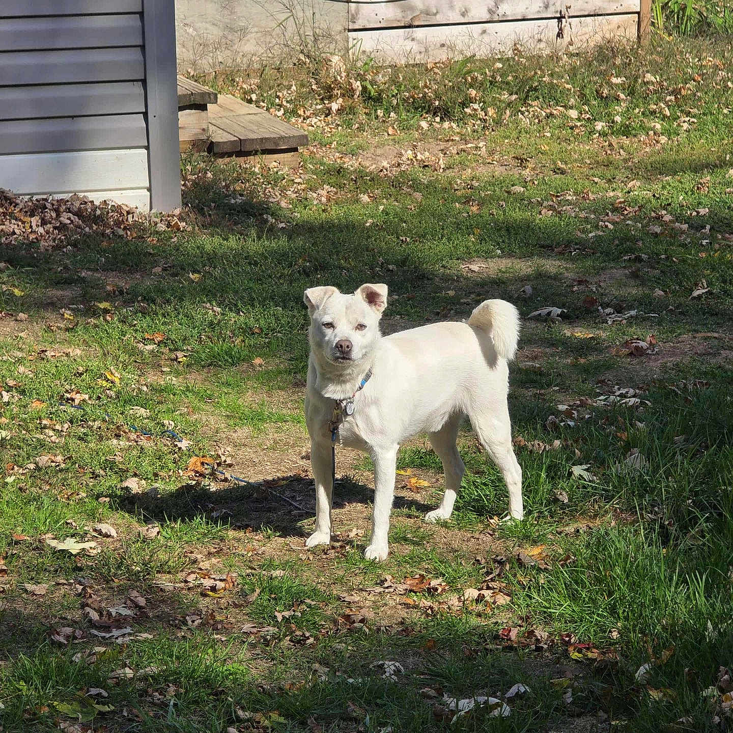 Baily is registered to the contest to win money with this photo: alert, autumn, collar, dog, ears_up, fallen_leaves, grass, house, leash, outdoor, pet, portrait, shadow, siding, standing, sunlight, tail, trailer, white_dog, yard