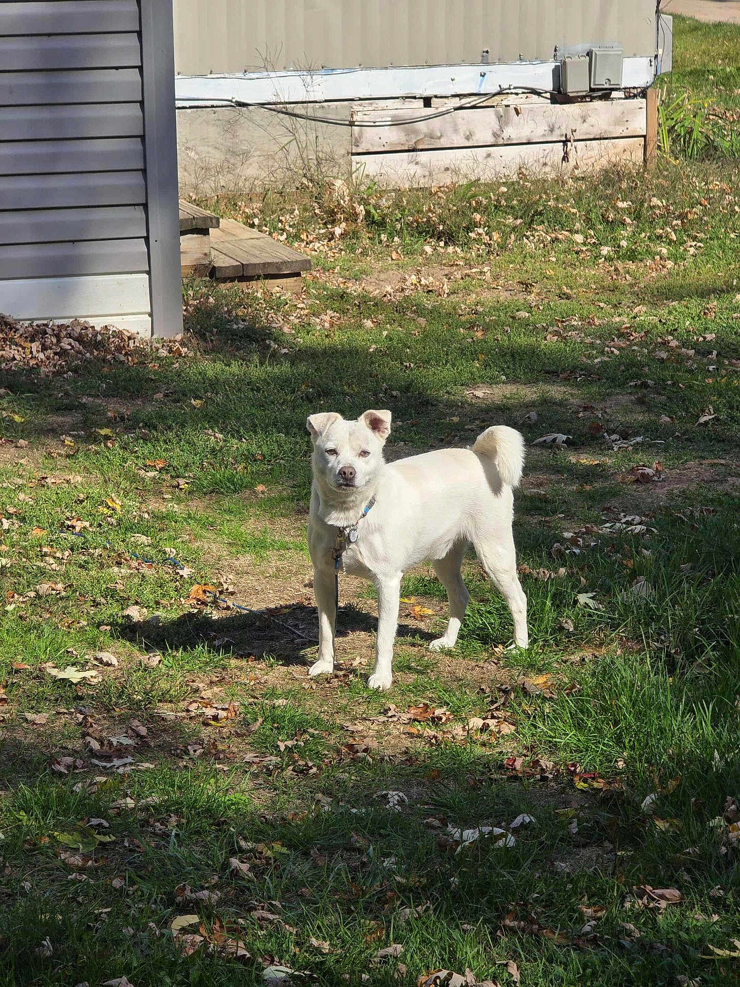 Baily is registered to the contest to win money with this photo: dog, white_dog, pet, grass, yard, outdoor, standing, collar, leash, sunlight, shadow, house, siding, trailer, fallen_leaves, autumn, alert, ears_up, tail, portrait