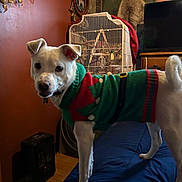 Baily joined the competition — help win amazing prizes! dog, white_dog, sweater, holiday_sweater, bed, bedroom, birdcage, television, dresser, indoor, pet, standing, looking_at_camera, tail, ears, collar, wooden_floor, cozy, fan, furniture