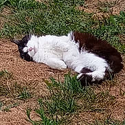 Nana participe au concours pour gagner de l'argent avec cette photo : animal, black_and_white, cat, cute, daylight, feline, fur, grass, ground, lying_down, mammal, nature, outdoor, peaceful, pet, relaxing, resting, sleepy, sunbathing, whiskers