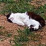 animal, black_and_white, cat, cute, daylight, feline, fur, grass, ground, lying_down, mammal, nature, outdoor, peaceful, pet, relaxing, resting, sleepy, sunbathing, whiskers