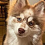 Awaï a rejoint le concours — aidez-le/la à gagner de superbes lots ! dog, puppy, blue_eyes, fluffy_fur, ears, nose, whiskers, head_tilt, close_up, portrait, indoor, furniture, chair, warm_lighting, pet, brown_and_white, muzzle, fur_texture, gaze, adorable