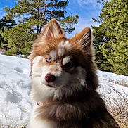 Awaï a rejoint le concours — aidez-le/la à gagner de superbes lots ! dog, husky, blue_eyes, snow, pine_trees, forest, blue_sky, clouds, fur, portrait, pet, outdoors, winter, leash, sitting, nature, grass, closeup, canine, scenic